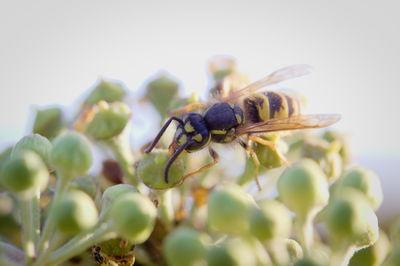 Close-up of insect on flower