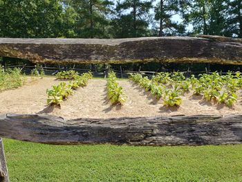 Plants growing on field