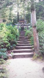 Footpath in forest