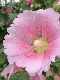 Close-up of pink flower blooming outdoors