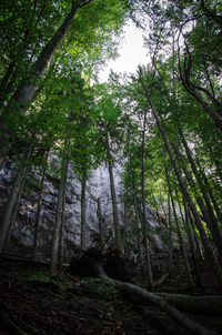 Trees in forest