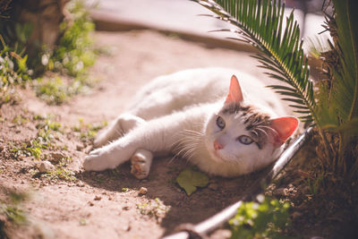 Relaxing stray cat - frigiliana, a white city in andalusia, spain