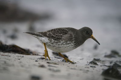 Close-up of bird perching on a land