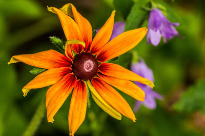 Close-up of yellow flower