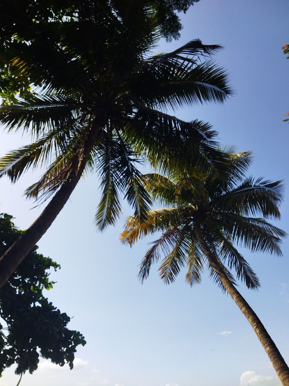 tree, tropical climate, palm tree, plant, sky, nature, beauty in nature, tropical tree, low angle view, leaf, tranquility, coconut palm tree, land, no people, borassus flabellifer, travel destinations, outdoors, scenics - nature, travel, growth, holiday, blue, environment, vacation, trip, tree trunk, water, idyllic, trunk, cloud, tropics, sunlight, branch, sea, flower, tourism, sunny, day, tranquil scene, palm leaf, looking up, island, clear sky, beach, plant part, silhouette, summer, coconut, food and drink