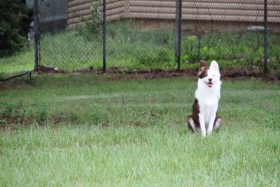 Portrait of dog on field