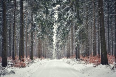 Road amidst trees in forest during winter