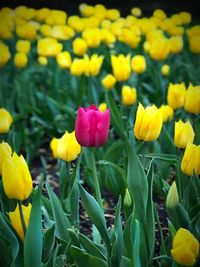 Close-up of yellow tulips growing on field