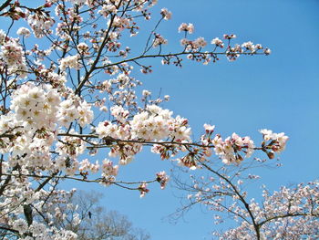 Low angle view of cherry blossoms against sky.