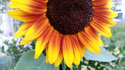 Macro shot of sunflower