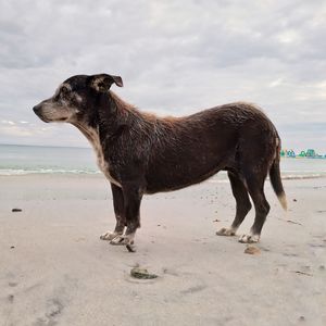 Dog standing at beach