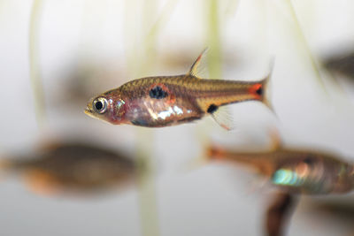 Close-up of fish
