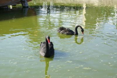 Swans swimming in lake