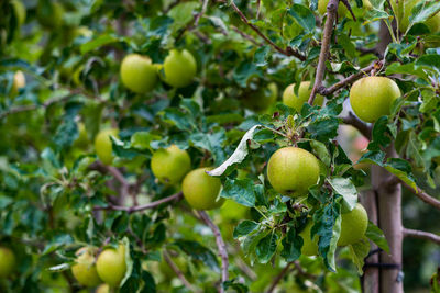 Apple trees in merano, italy.