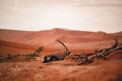 Oryx in sand dunes