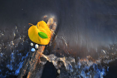 Close-up of yellow swimming in water