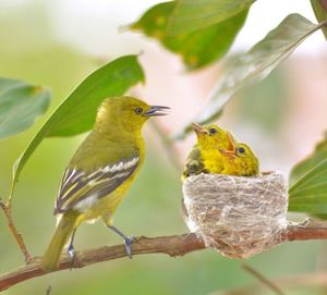 Close-up of birds perching on branch