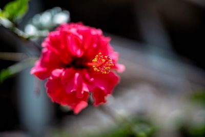 Close-up of red rose flower