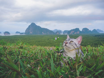 View of a cat on field against sky