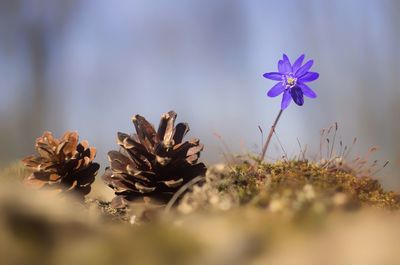 Close-up of purple flowering plant on field