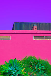 Pink flowering plant against building wall