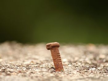 Close-up of mushroom on field