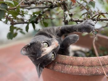 Cat sitting on tree