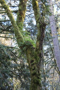 Low angle view of trees in forest