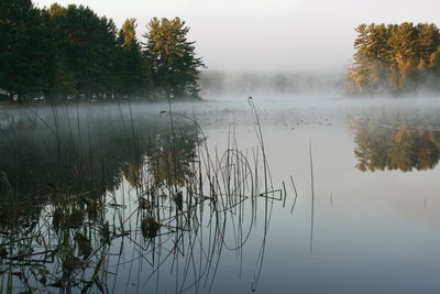 Reflection of trees in lake