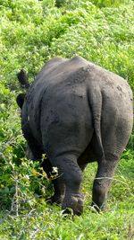 Elephant standing on field