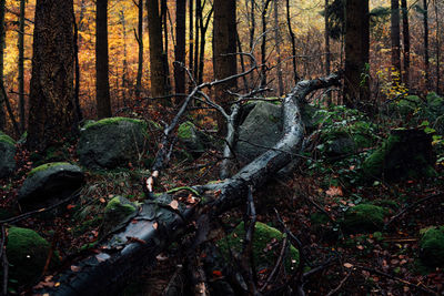 Plants and trees in forest