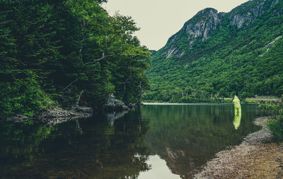 Scenic view of river in forest