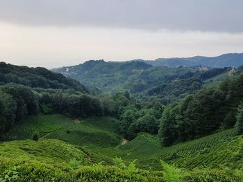 Scenic view of agricultural field against sky