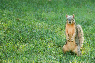 Portrait of cat sitting on field