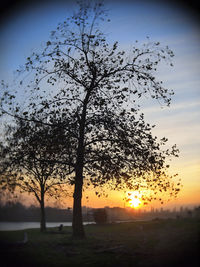 Silhouette trees on field against sky during sunset