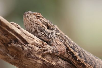 Close-up of lizard on rock