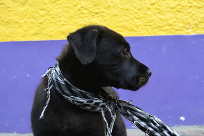 Close-up of a dog looking away