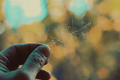 Cropped hand of person holding plant part