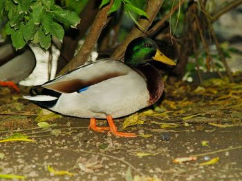 Close-up of bird