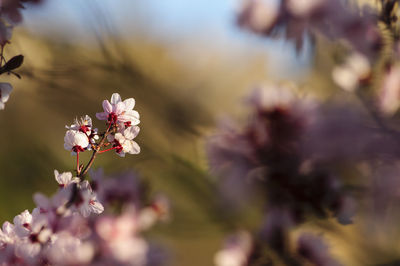 Close-up of cherry blossom