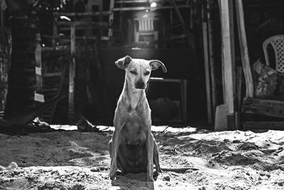 Stray dog on sand