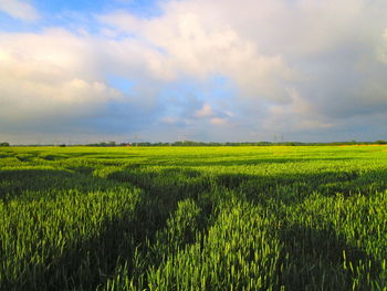 Scenic view of agricultural field against sky