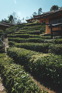 Plants growing in garden