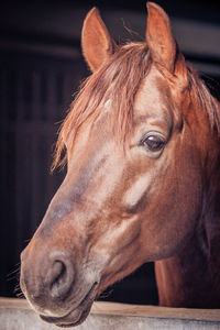 Close-up portrait of a horse