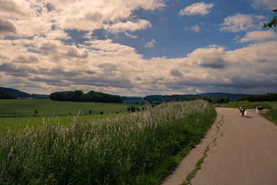 Scenic view of field against sky