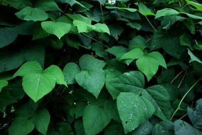 Full frame shot of wet leaves