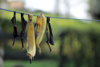 Bio banana peels for drying and subsequent pulverization into potassium and nitrogen fertilizer