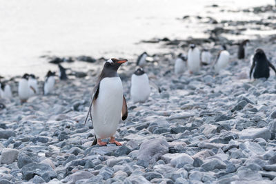 Close-up of penguins on shore