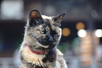 Close-up of tortoiseshell cat looking away