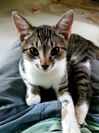 Close-up portrait of kitten sitting on man